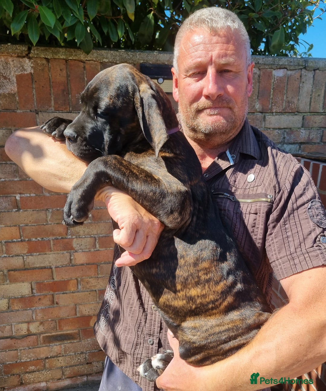 Cane Corso dogs for sale: Italian cane corso puppies  - Image 9