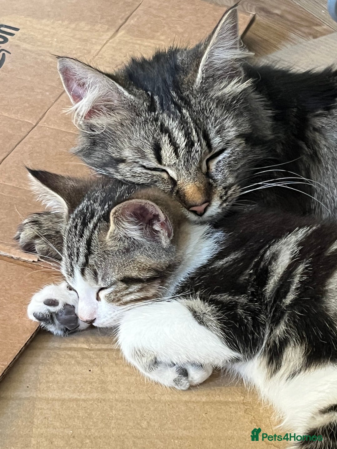 Maine Coon cats for sale: Adorable Kittens - Image 31