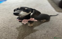 Dachshund dogs for sale: Blue & cream dachshund puppy - Image 3