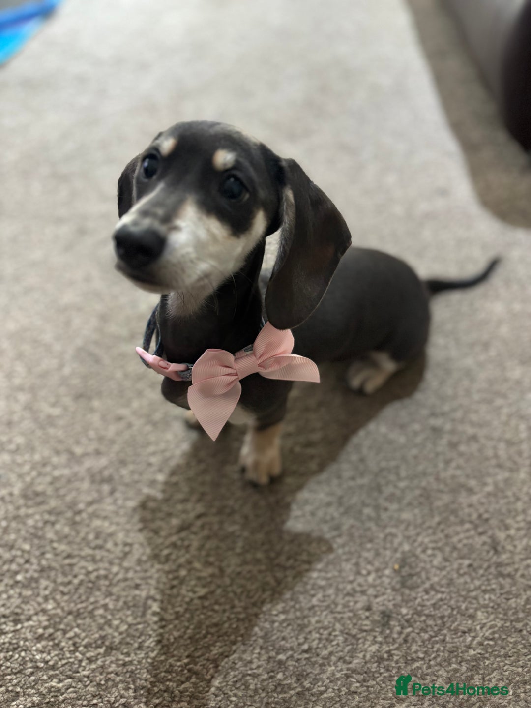 Dachshund dogs for sale: Blue & cream dachshund puppy - Image 3