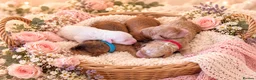 Australian Labradoodle dogs for sale: Stunning Australian Labradoodles x Cockapoo pups🩷 in Spalding - Advert 26