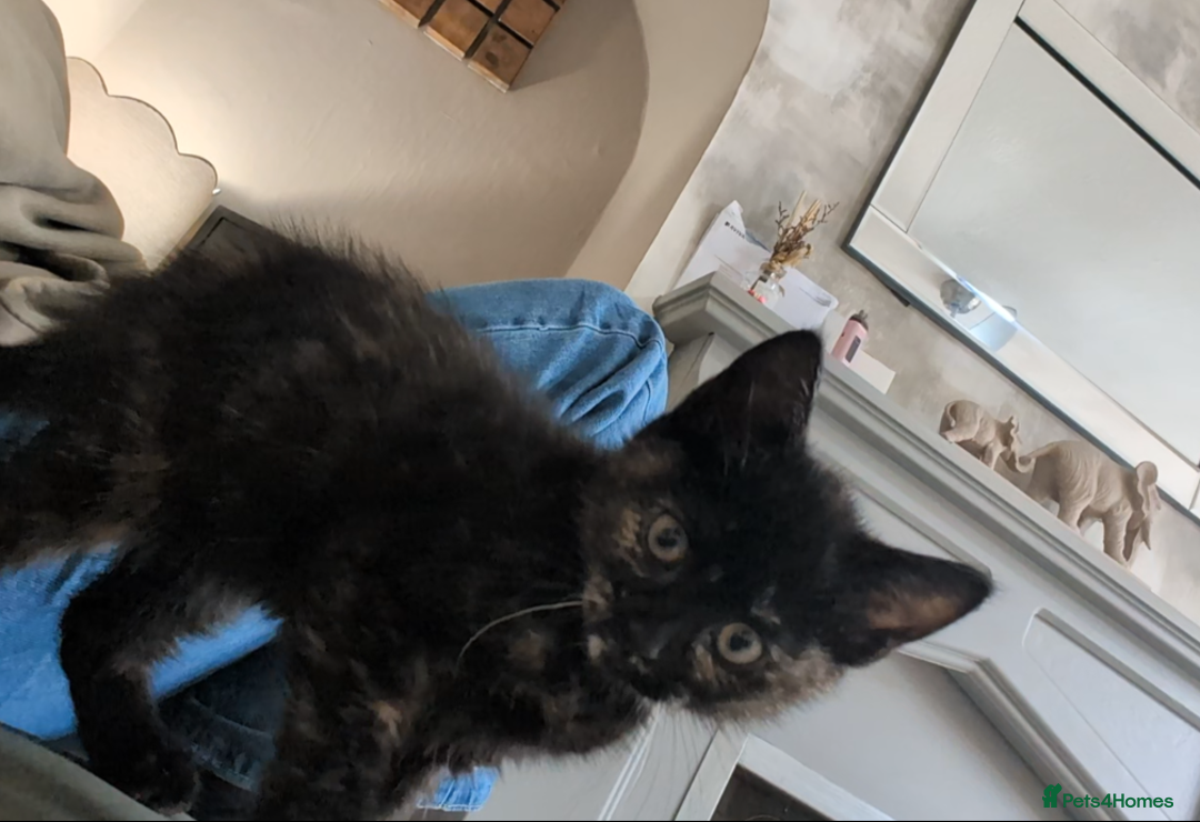 Mixed Breed cats for sale: One female - Advert 2