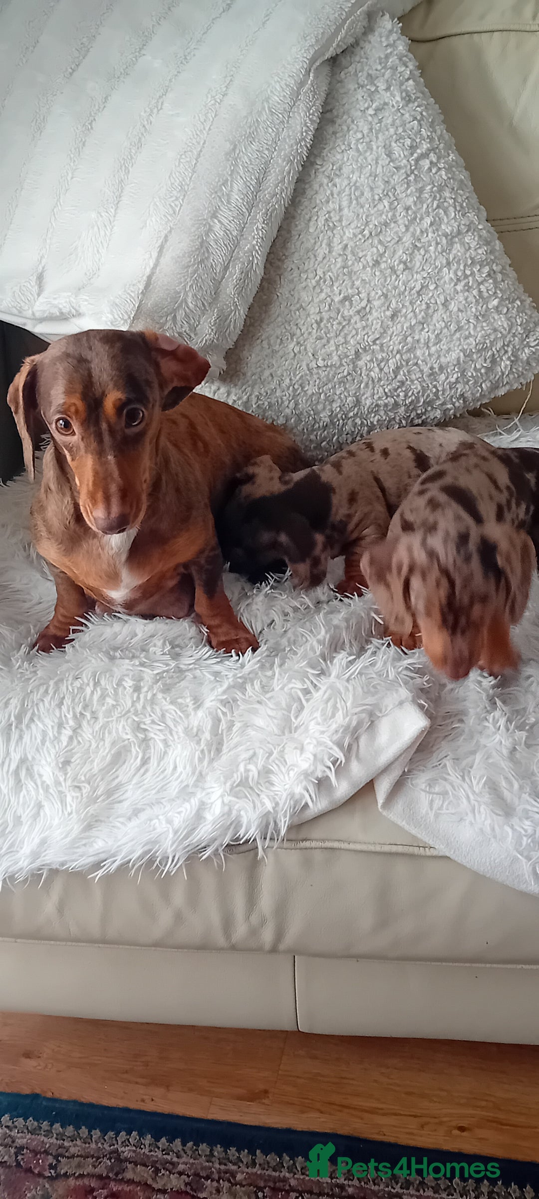 Miniature Dachshund dogs for sale: 2 dapple girls - Advert 3