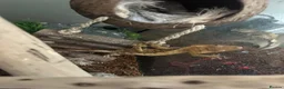 Gecko reptiles for sale: Crested Gecko in Sheerness - Advert 2