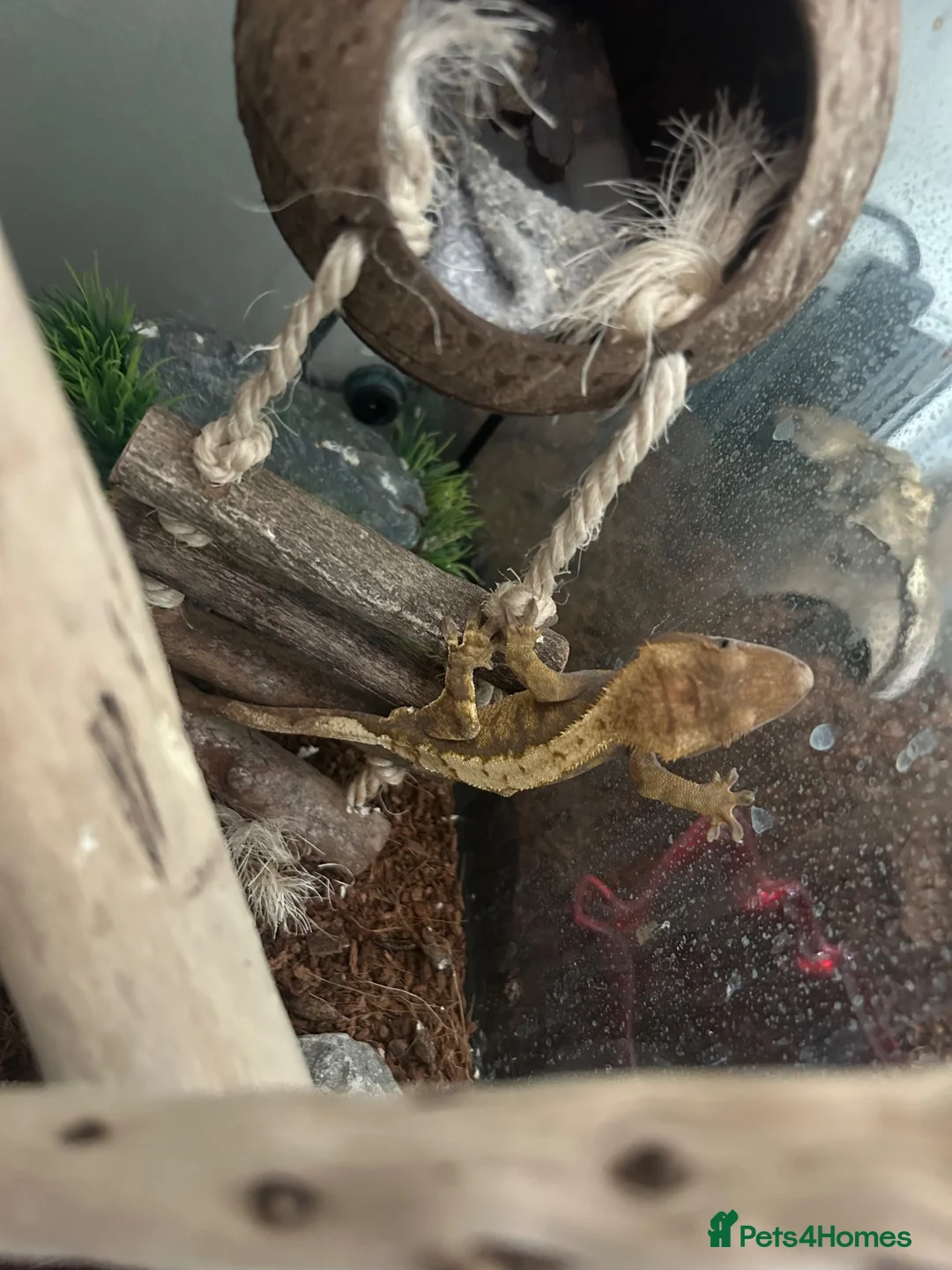 Gecko reptiles for sale: Crested Gecko in Sheerness - Advert 2