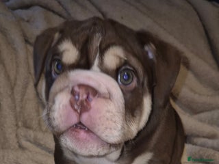 English Bulldog dogs Chocolate tri male only one left - Advert 24