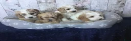 Mixed Breed dogs for sale: Adorable Cockalierpoo pups ( so cute) - Advert 11
