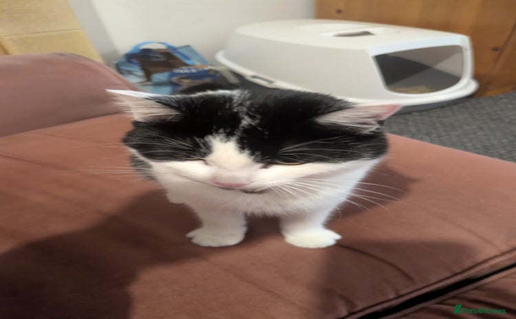 Mixed Breed cats - Advert 3