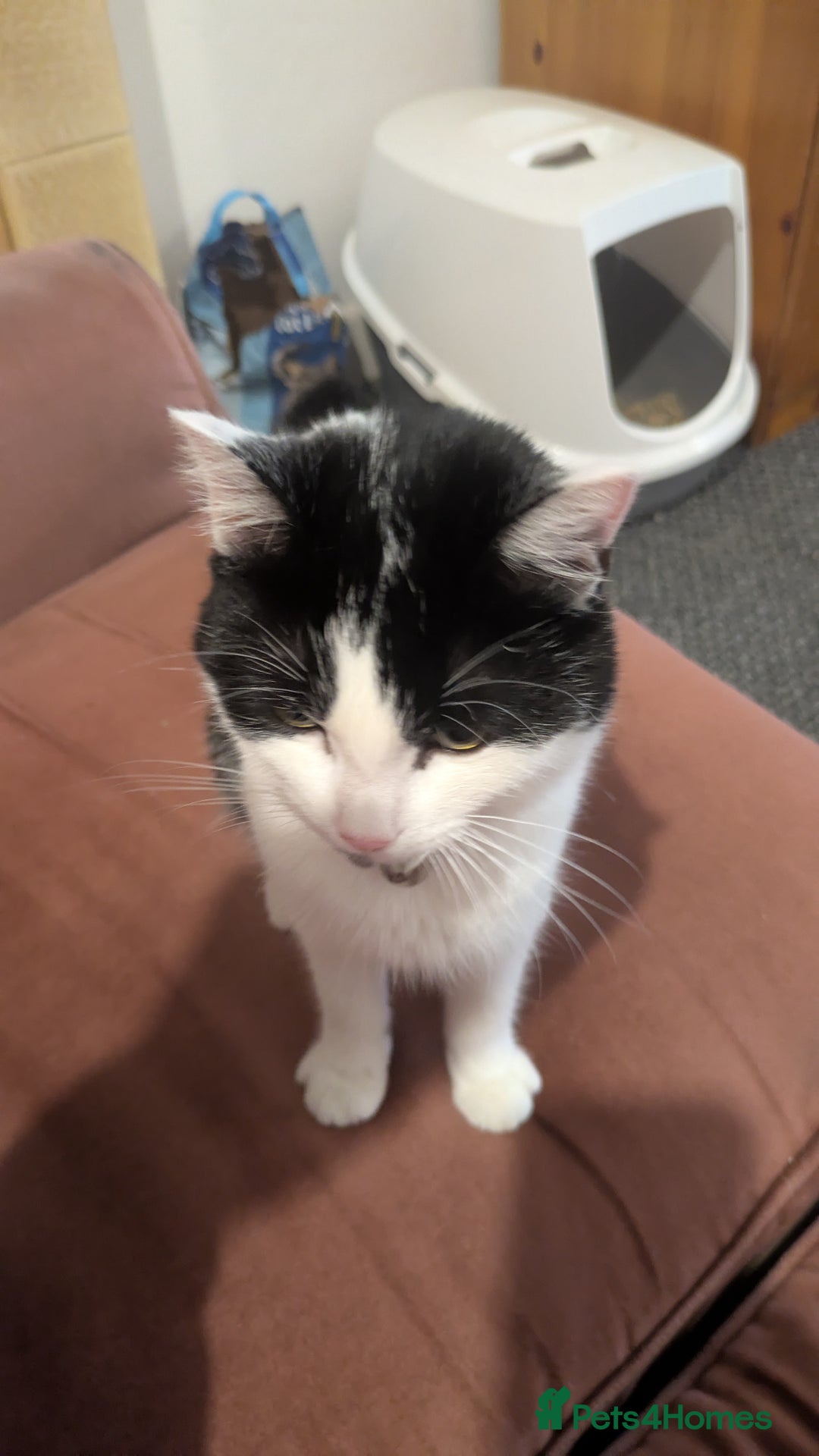 Mixed Breed cats for sale: Young Female Looking For Forever  - Image 1