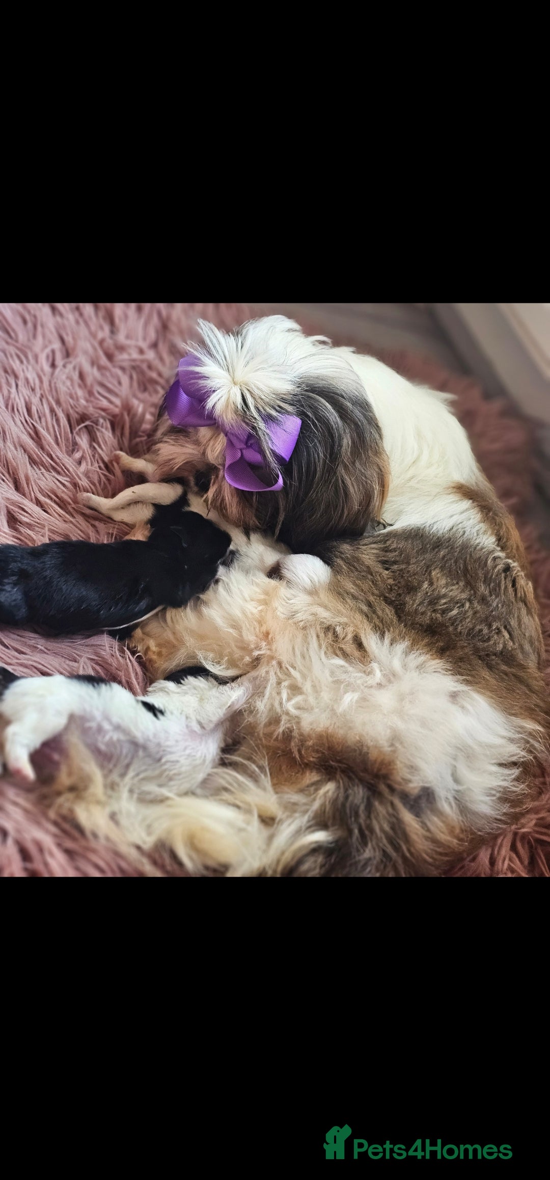 Shihpoo dogs for sale: 3 Hypoallergenic Shihpoo Boys - Advert 6