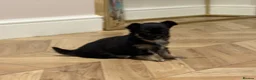 Chihuahua dogs for sale: Gorgeous litter of long hair chihuahuas  - Advert 17