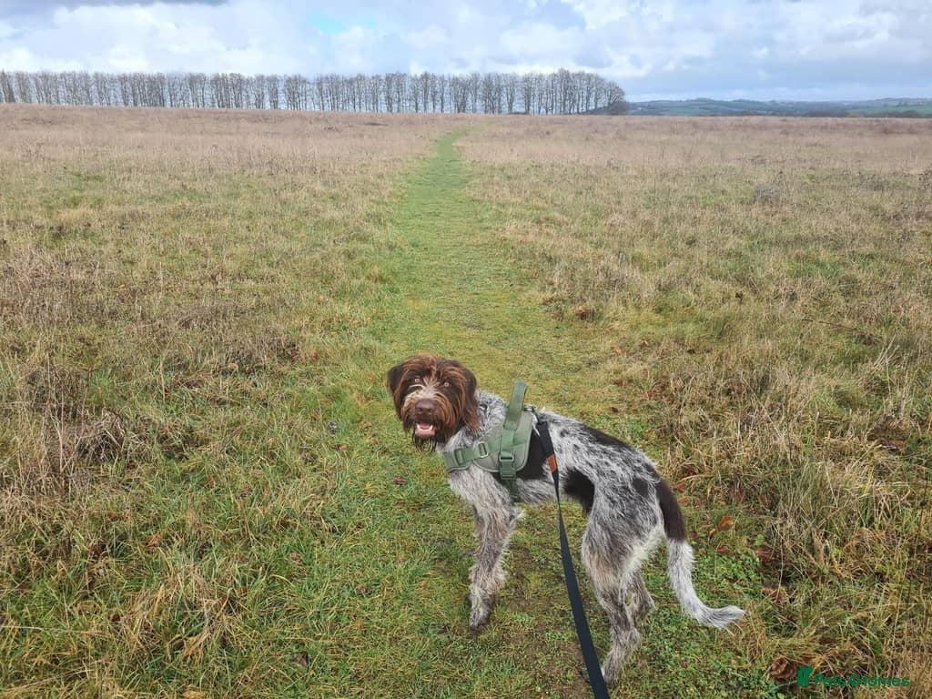 German Wirehaired Pointer dogs 12 month old GWP - Advert 2