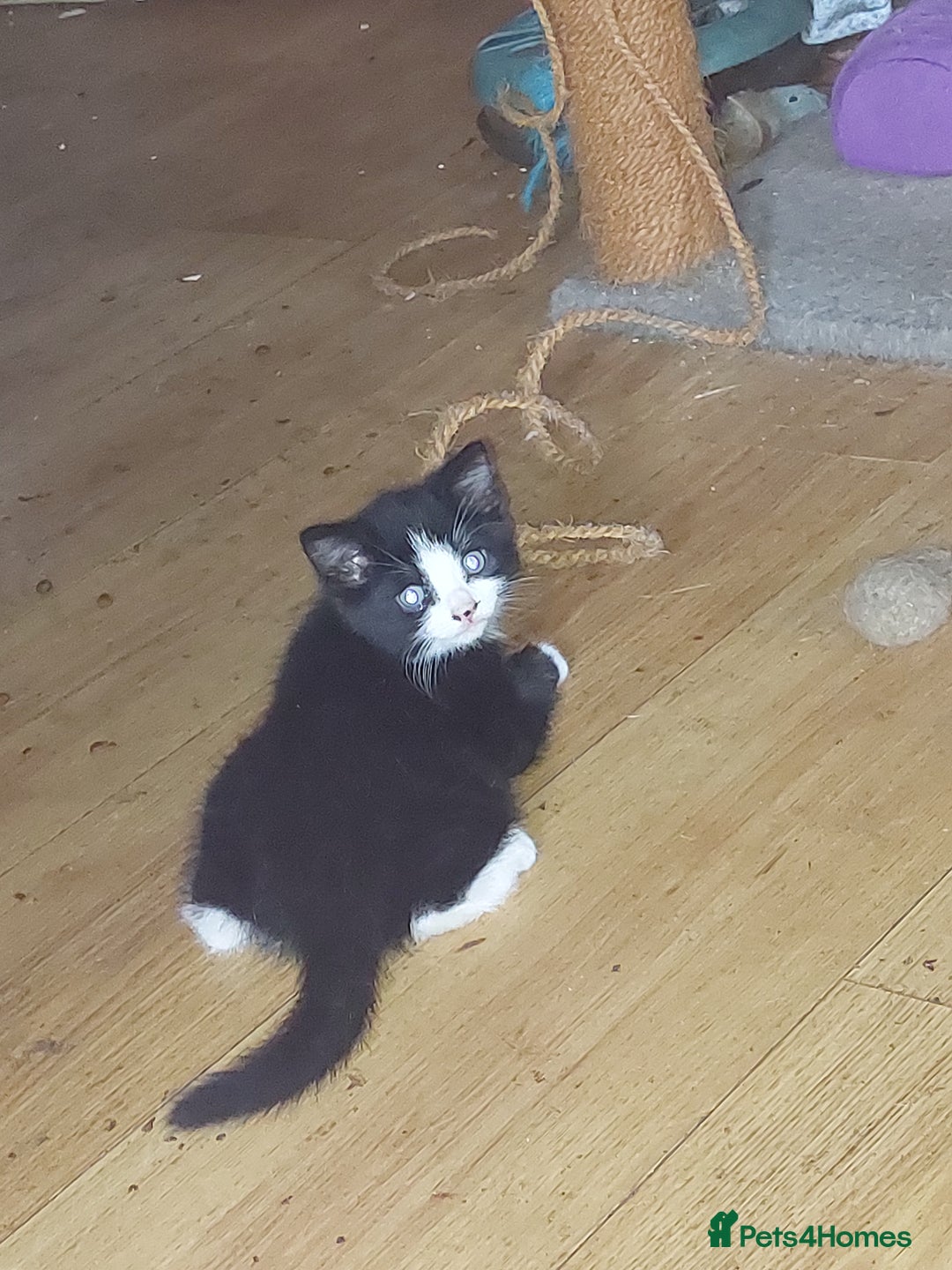 Mixed Breed cats for sale: Just 2 beautiful babies  - Image 5
