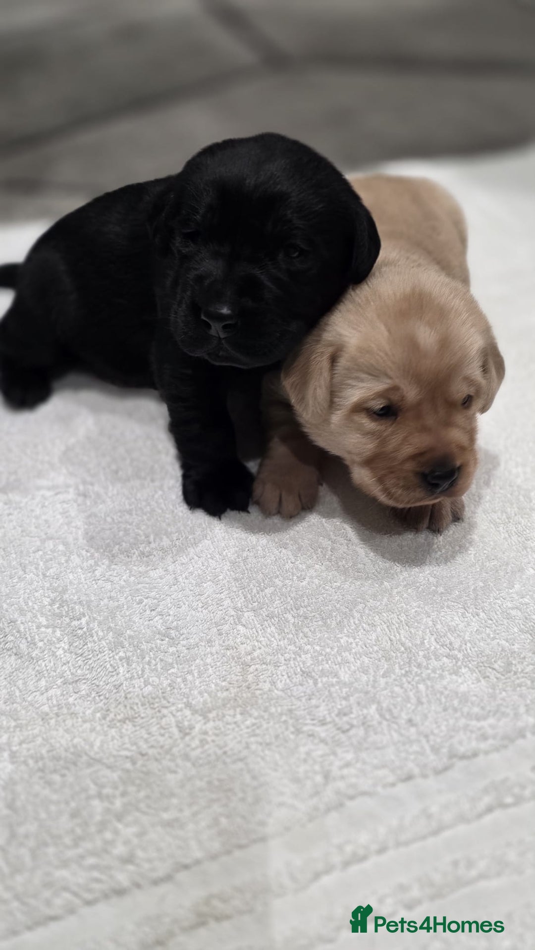 Labrador Retriever dogs for sale: Labrador puppies - Advert 9