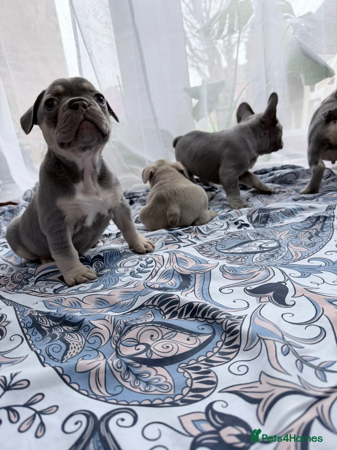 French Bulldog dogs for sale: FrenchBulldog Puppies Ready forTheirForeverHomes🐾 - Advert 7