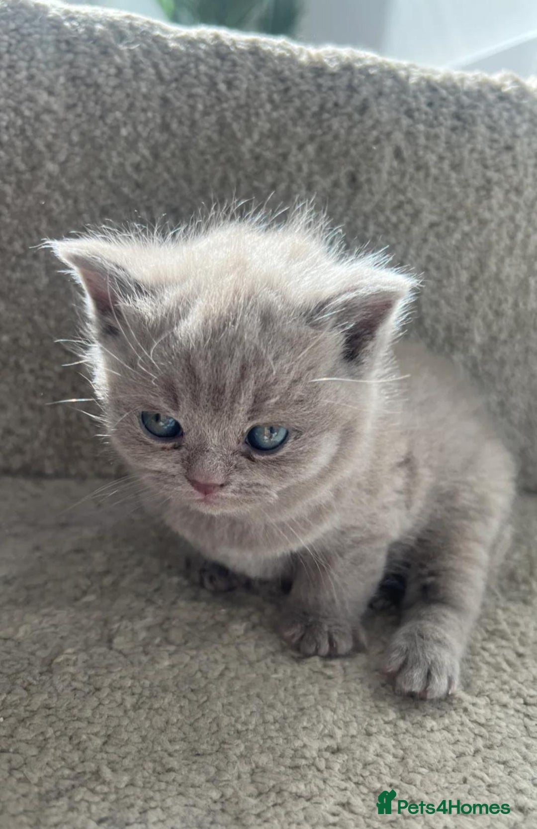 British Shorthair cats for sale: Beautiful British Shorthair Kittens  - Advert 5