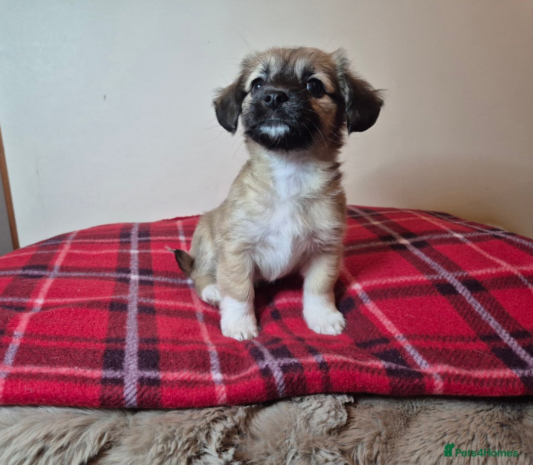 Pomchi dogs for sale: Beautiful chihuahua girl - Advert 7