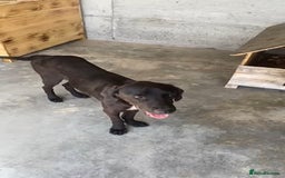 Pointer dogs for adoption: Emu, 8 months approx. Available for adoption. - Image 1