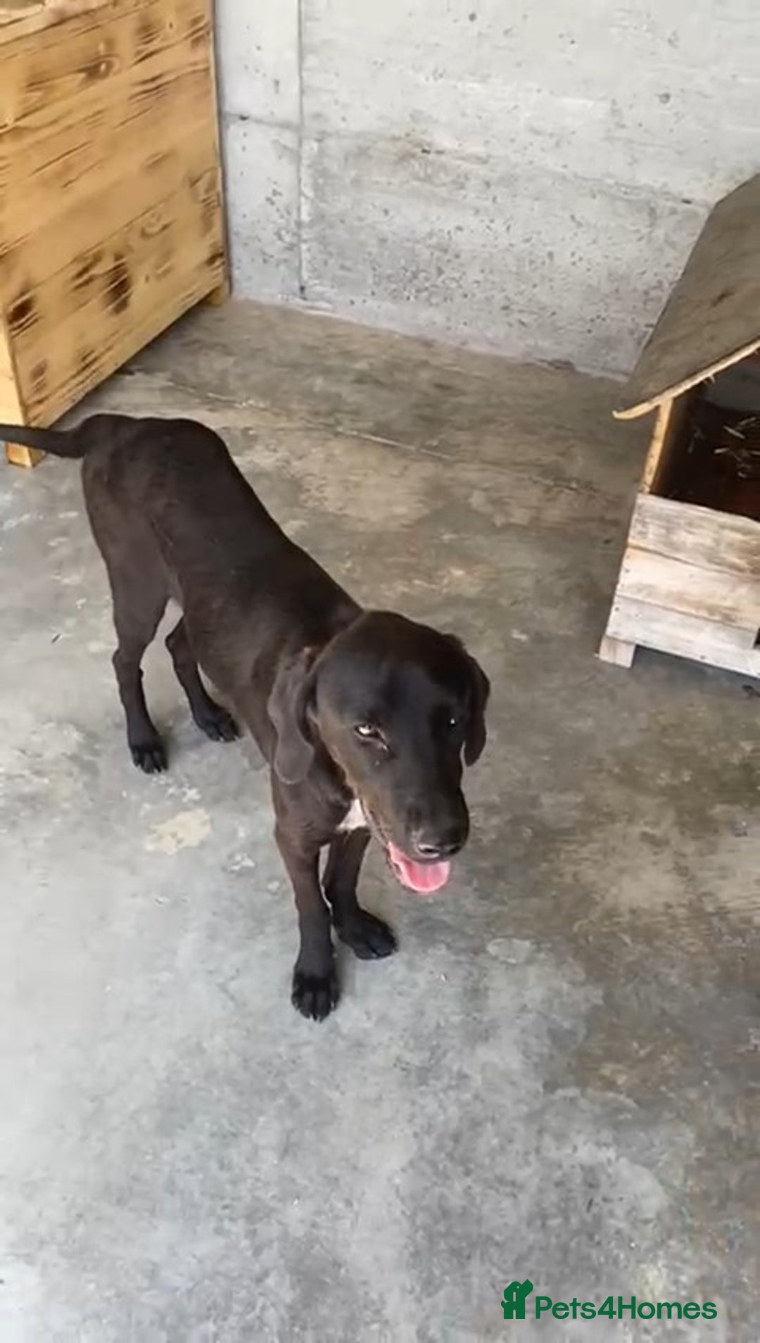 Pointer dogs for adoption: Emu, 8 months approx. Available for adoption. - Image 1
