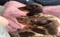 Dachshund dogs for sale: Beautiful miniature dachshunds  - Image 32