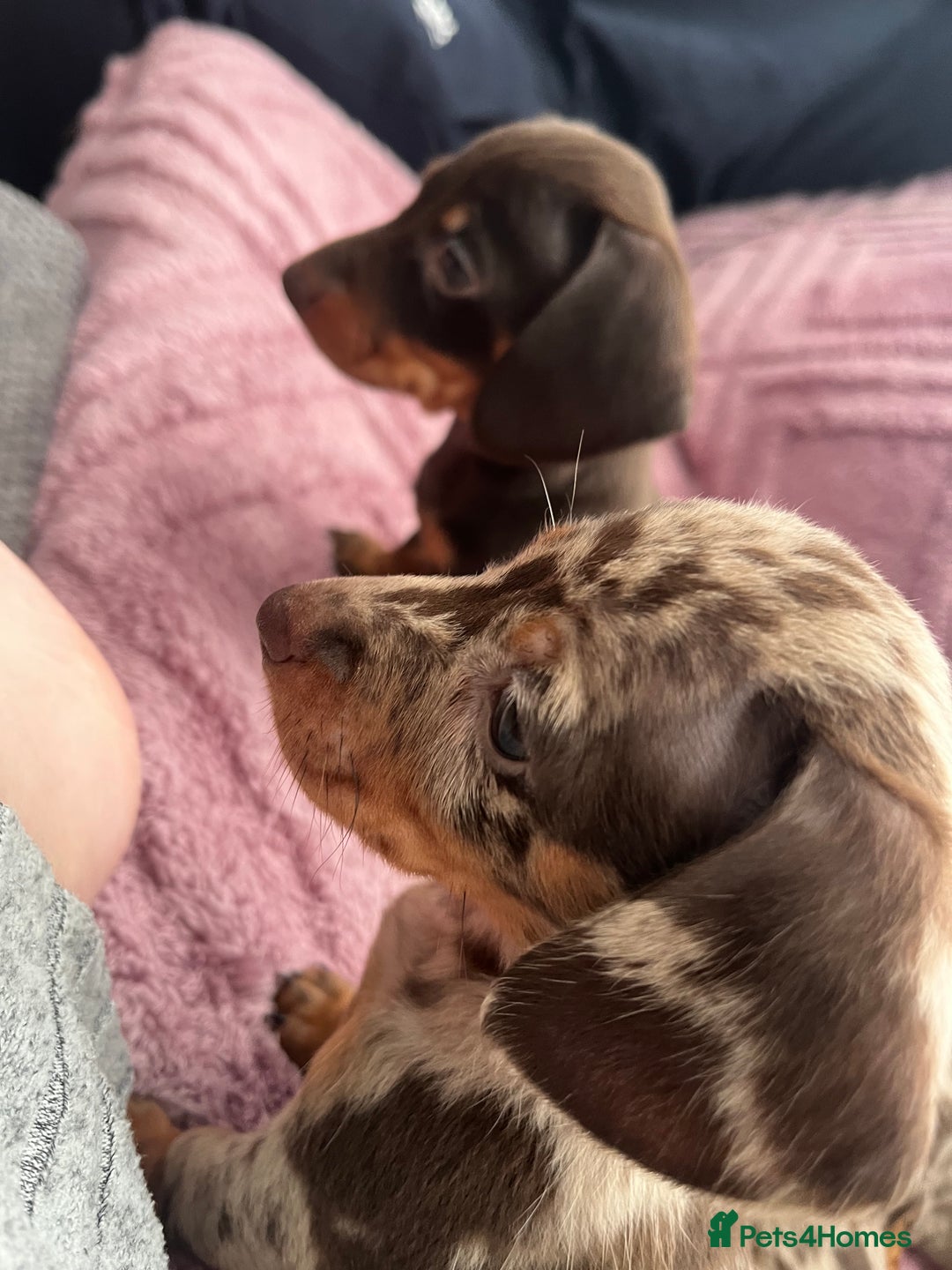 Dachshund dogs for sale: Beautiful miniature dachshunds  - Image 32