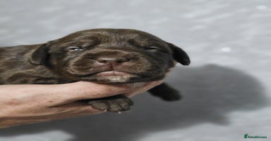 Mixed Breed dogs - Advert 3