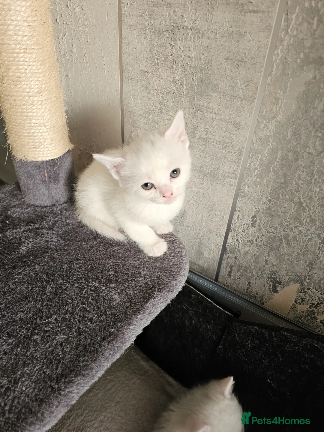 Mixed Breed cats for sale: 3 white long hair kittens 1 black long hair in Staines - Advert 2