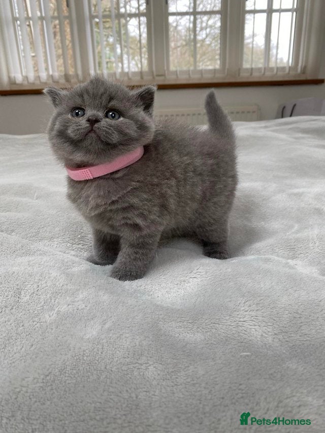 British Shorthair cats for sale: British Shorthair lovely kittens - Advert 4