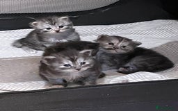Maine Coon cats for sale: 🐾 Proven TICA  Maine Coon Queen – Black Smoke 🐾 - Image 9