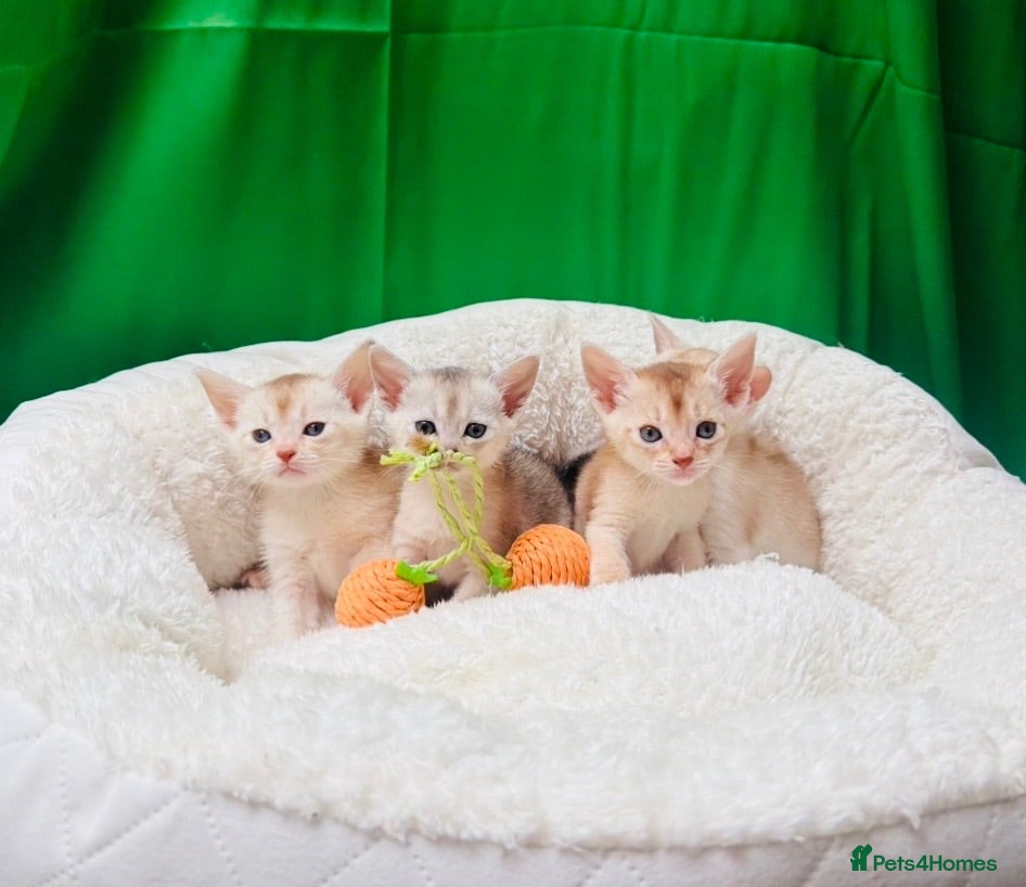 Abyssinian cats 🌟 CHAMPION LINES SILVER BLACK & SILVER CINNAMON  - Advert 1