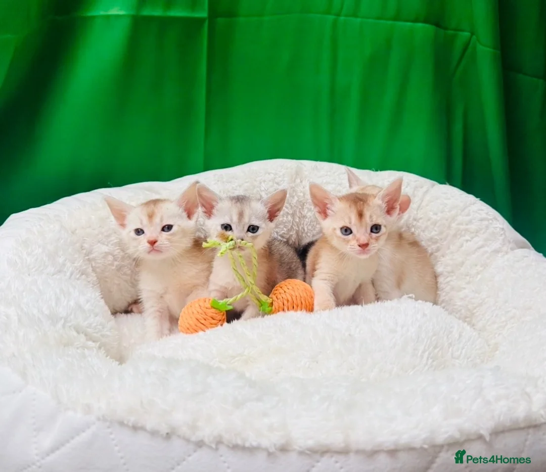 Abyssinian cats for sale: 🌟 CHAMPION LINES SILVER BLACK & SILVER CINNAMON  - Advert 1