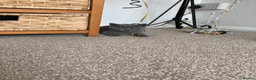 British Shorthair cats for sale: British Shorthair Blue Kittens – (2 boys, 2 girls) - Advert 14