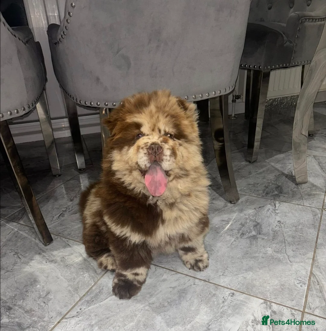 Chow Chow dogs for sale: Chocolate merle chow chow girl  - Advert 1