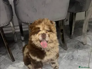 Chow Chow dogs Chocolate merle chow chow girl - Advert 7