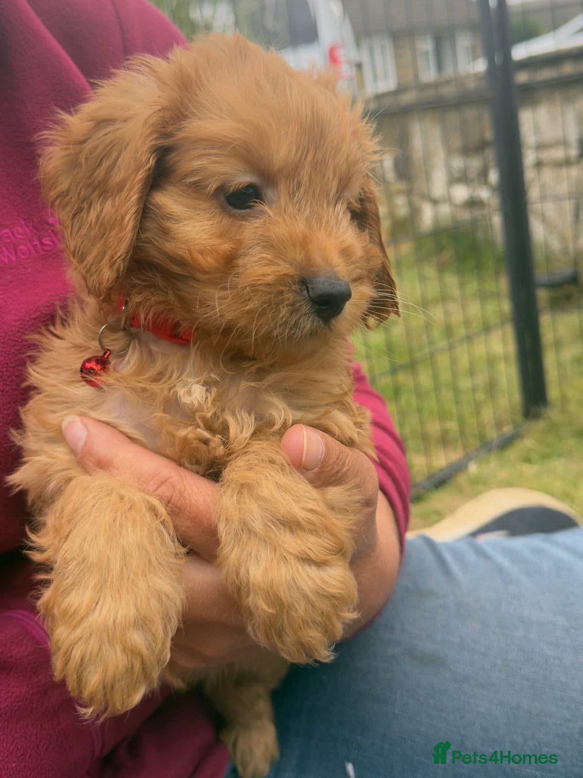 Cavapoo dogs Cavapoo Pups Bred From Health Tested Parents - Advert 1