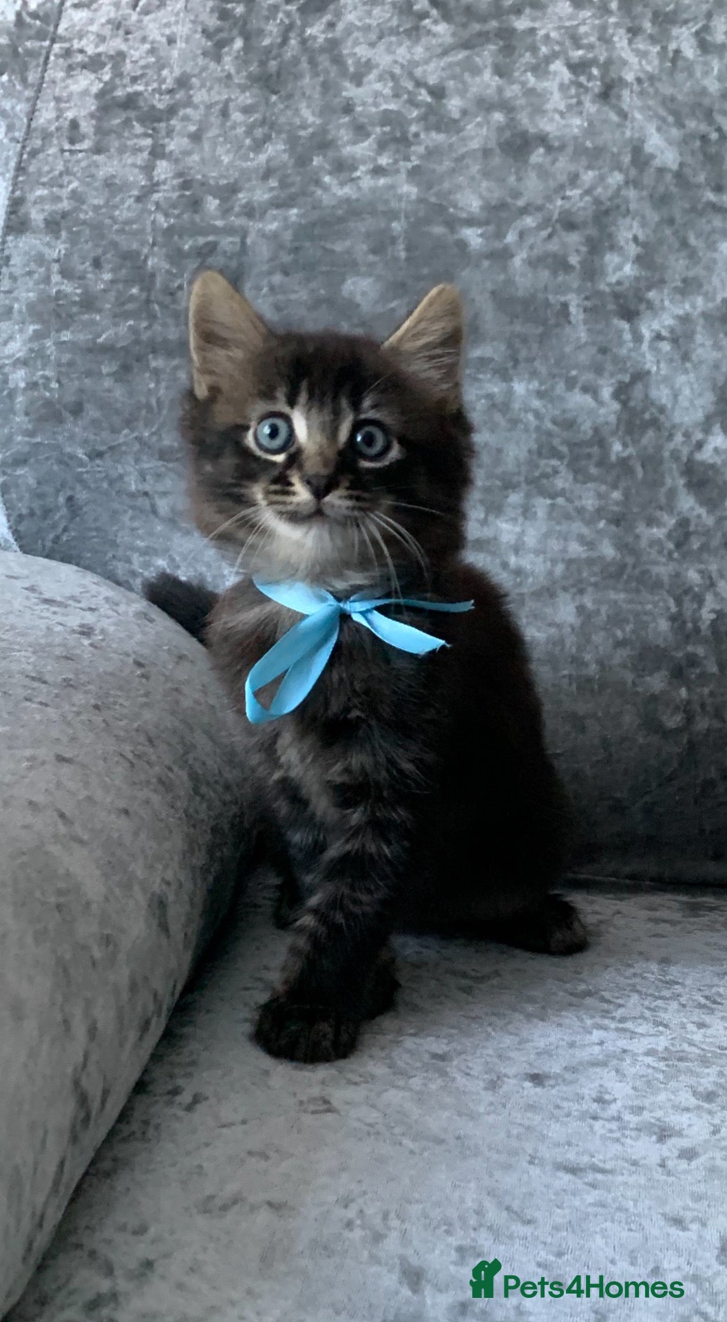 Mixed Breed cats Beautiful kittens looking for loving home - Advert 2