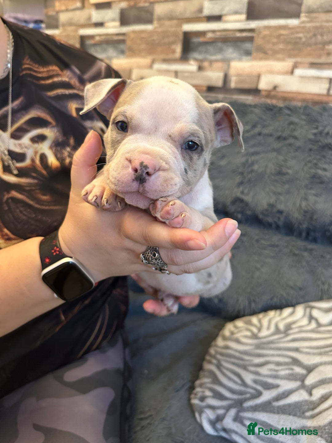 American Bully dogs for sale: 🐾 ABKC Registered Micro/Pocket Bully Puppies! 🐾 - Image 24
