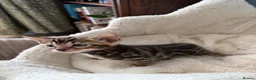 Bengal cats for sale: Pedigree Bengal kittens available. - Advert 34