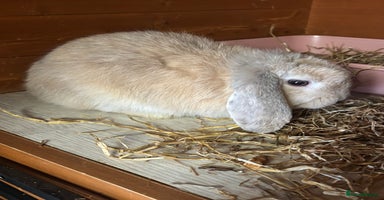 Mini Lop rabbits - Advert 12