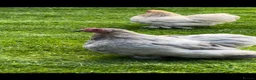 Chickens poultry for sale: Pekin bantams mixed sex flock in Stourbridge - Advert 2