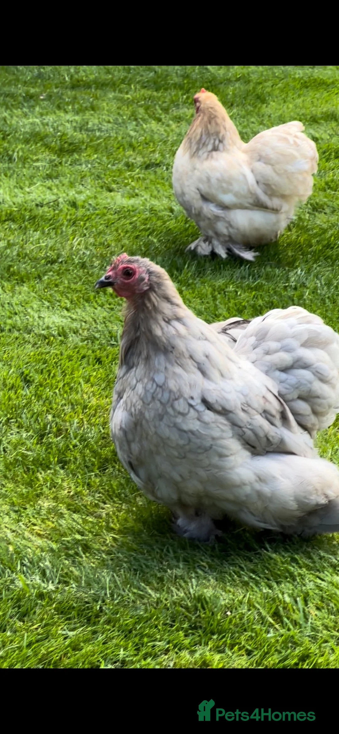 Chickens poultry for sale: Pekin bantams mixed sex flock in Stourbridge - Advert 2