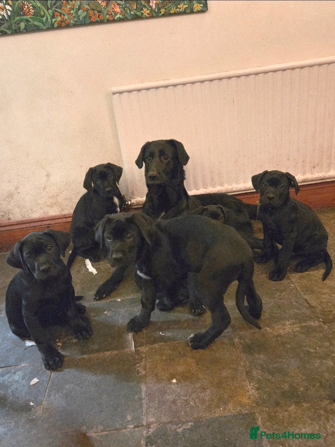 Mixed Breed dogs READY NOW - Cane Corso X Labrador Puppies - Advert 13