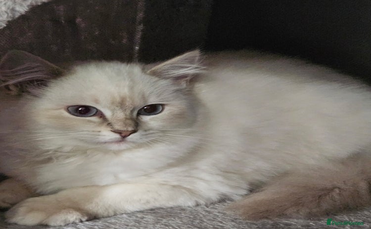 Ragdoll cats - Advert 7