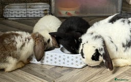 Mini Lop rabbits for sale: 🐰🐰 Mini Lop Rabbit’s 🐰🐰 - Image 6
