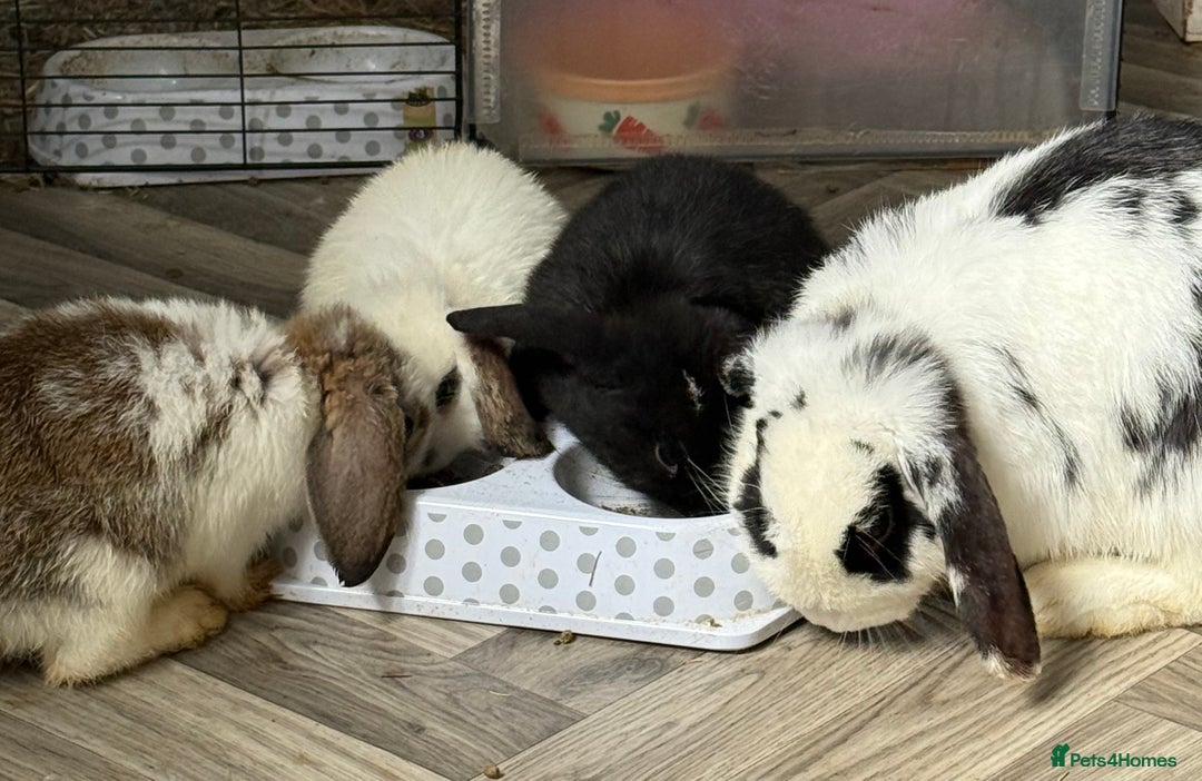 Mini Lop rabbits for sale: 🐰🐰 Mini Lop Rabbit’s 🐰🐰 - Image 6
