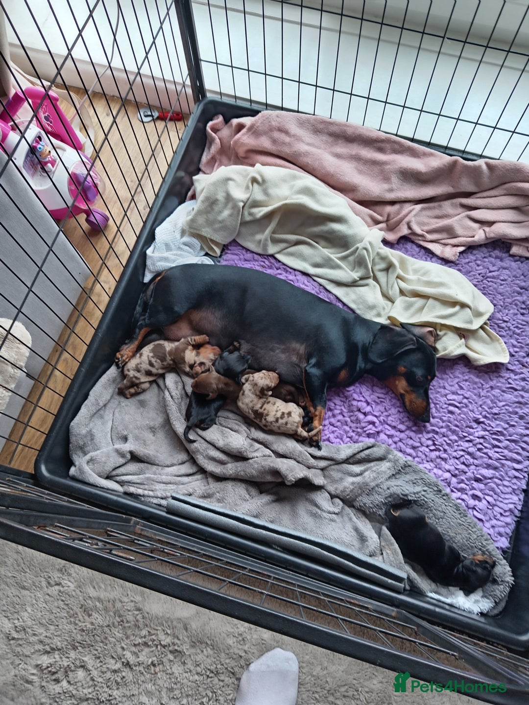 Dachshund dogs for sale: Dachshund boys ready to leave - Image 7