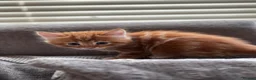 Mixed Breed cats for sale: Kittens for sale  in Whitstable - Advert 4