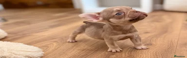 French Bulldog 6