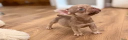 French Bulldog dogs for sale: 🐾 6 Beautiful KC Registered French Bulldog Puppys - Advert 32