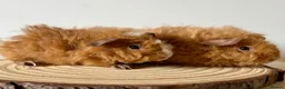 Guinea Pig rodents for sale: 3 boars  - Advert 5